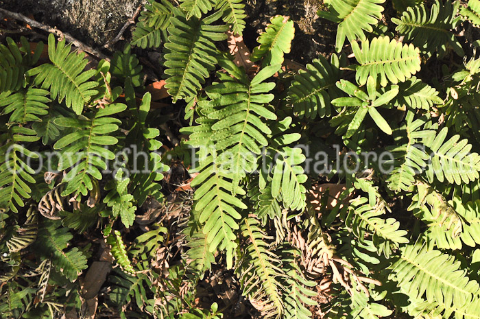 PGC-F-Pleopeltis-polypodioides-aka-Resurrection-Fern-5