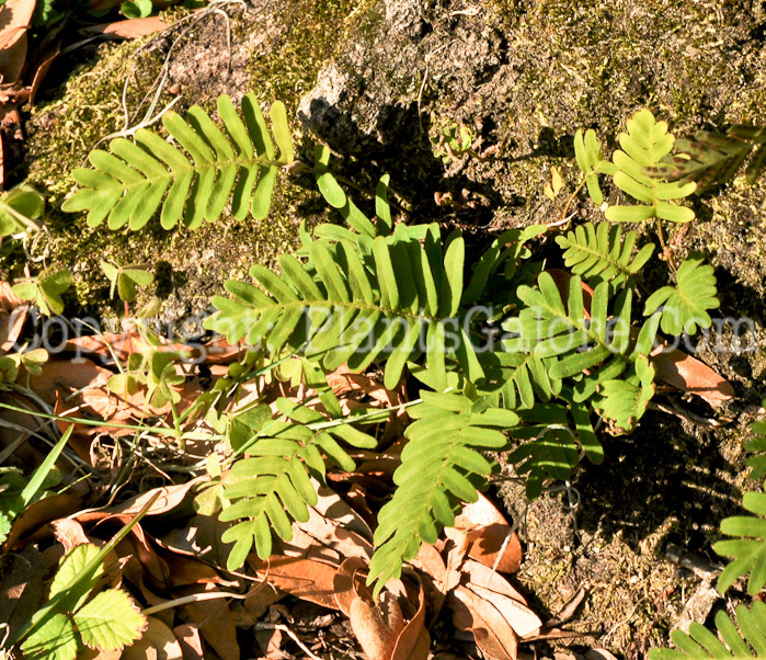 PGC-F-Pleopeltis-polypodioides-aka-Resurrection-Fern-6