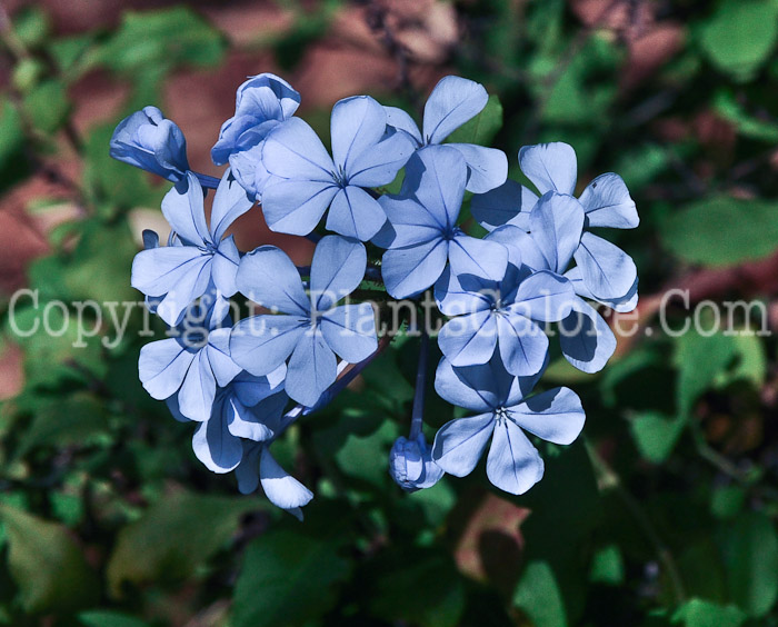 PGC-S-Plumbago-auriculata-1