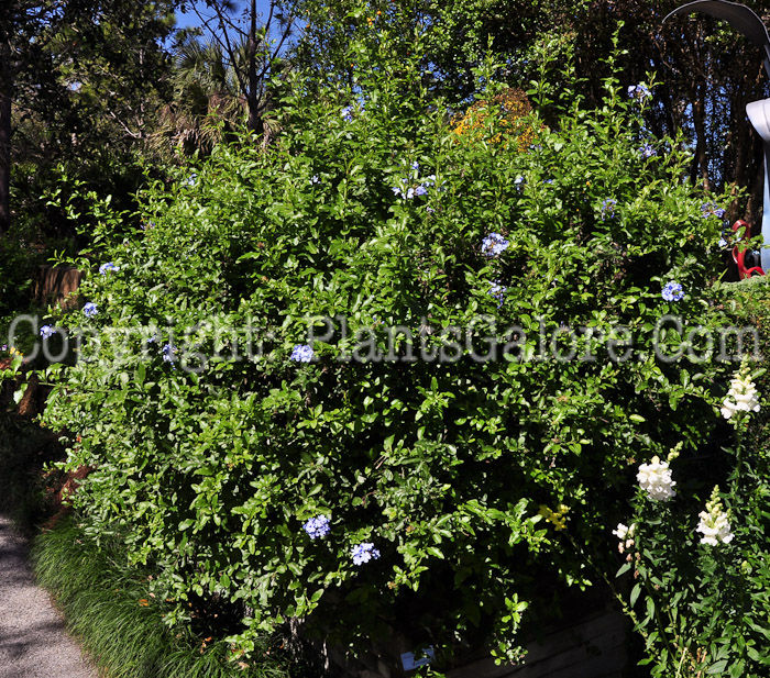 PGC-S-Plumbago-auriculata-3