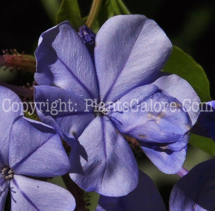 PGC-S-Plumbago-auriculata-4