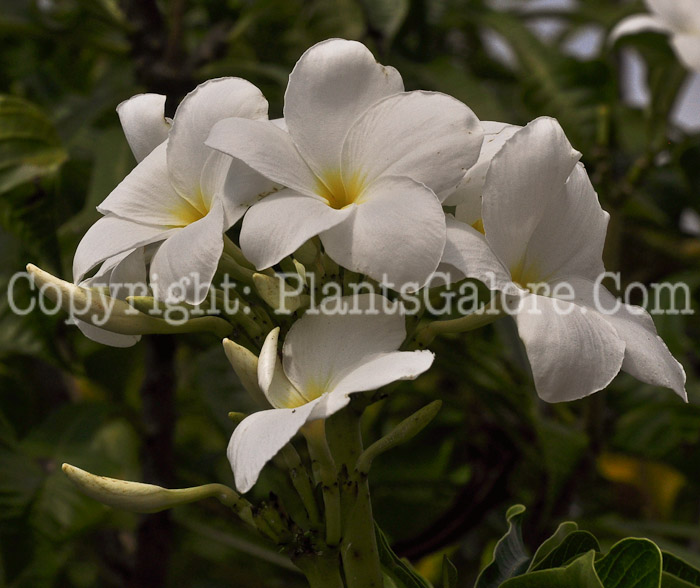 PGC-S-Plumeria-pudica-aka-Bridal-Bouquet-Plumeria-2013-2