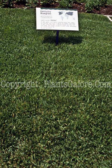 PGC-G-Poa-pratensis-aka-Kentucky-Bluegrass-1