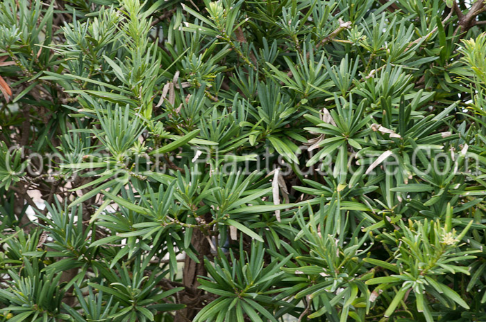 PGC-T-Podocarpus-macrophyllus-aka-Japanese-Yew-0214-1