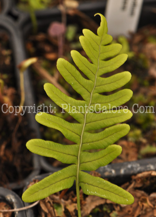 PGC-F-Polypodium-virginianum-aka-Rockcap-Fern-1