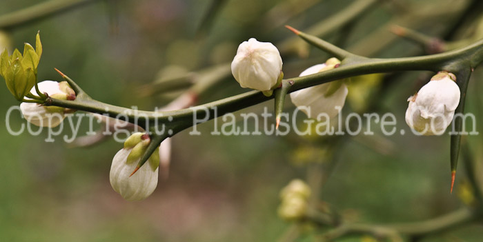 PGC-T-Poncirus-trifoliata-aka-Hardy-Orange-flowers-1