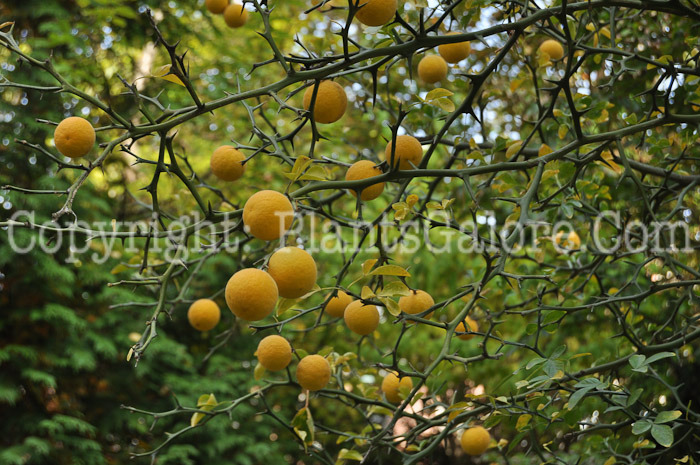 PGC-T-Poncirus-trifoliata-aka-Hardy-Orange-fruit-1