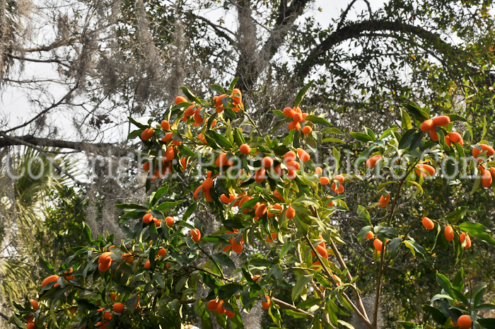 PGC-T-Poncirus-trifoliata-aka-Hardy-Orange-fruit-10