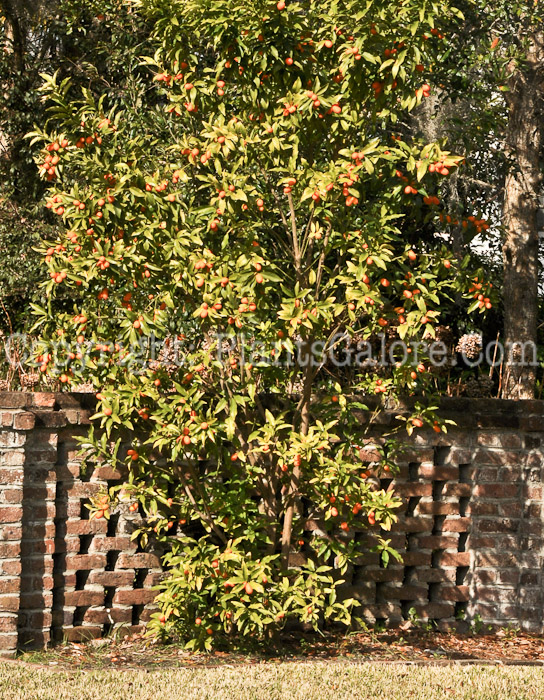 PGC-T-Poncirus-trifoliata-aka-Hardy-Orange-fruit-11