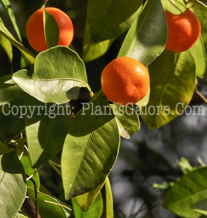 PGC-T-Poncirus-trifoliata-aka-Hardy-Orange-fruit-15