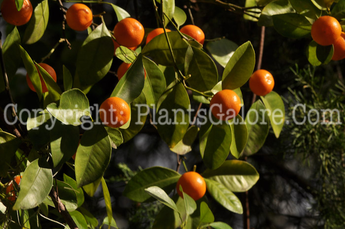 PGC-T-Poncirus-trifoliata-aka-Hardy-Orange-fruit-16