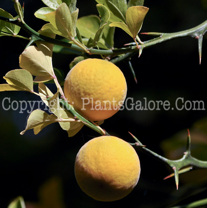 PGC-T-Poncirus-trifoliata-aka-Hardy-Orange-fruit-2