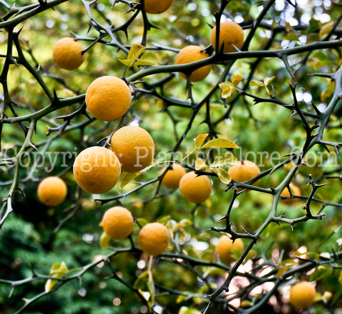 PGC-T-Poncirus-trifoliata-aka-Hardy-Orange-fruit-3