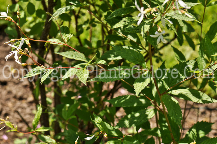 PGC-P-Porteranthus-trifoliatus-aka-Bowmans-Root-3