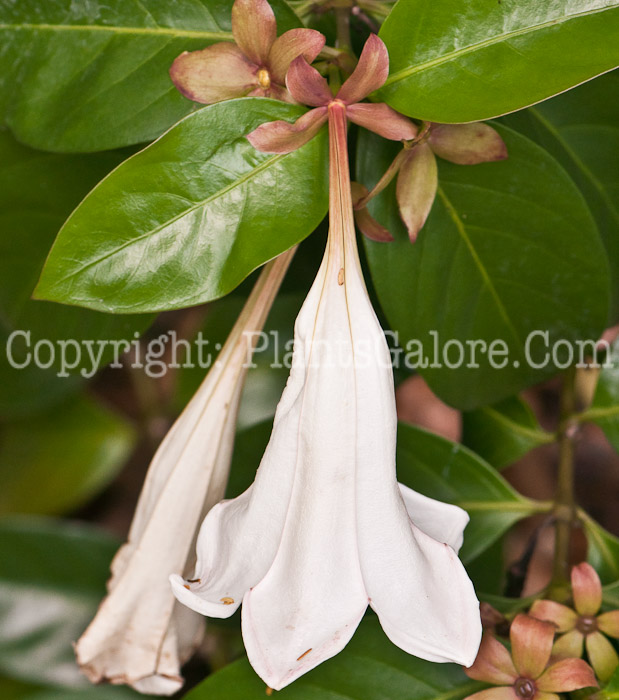 PGC-T-Portlandia-grandiflora-aka-Bell-Flower-0214-1