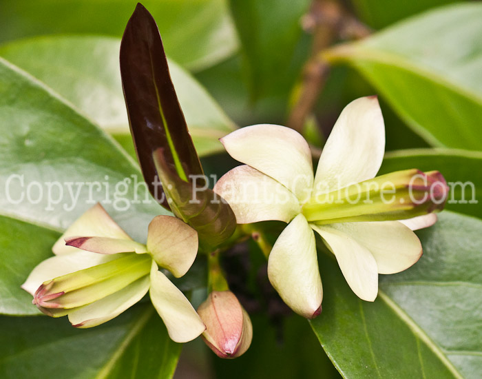 PGC-T-Portlandia-grandiflora-aka-Bell-Flower-0214-2