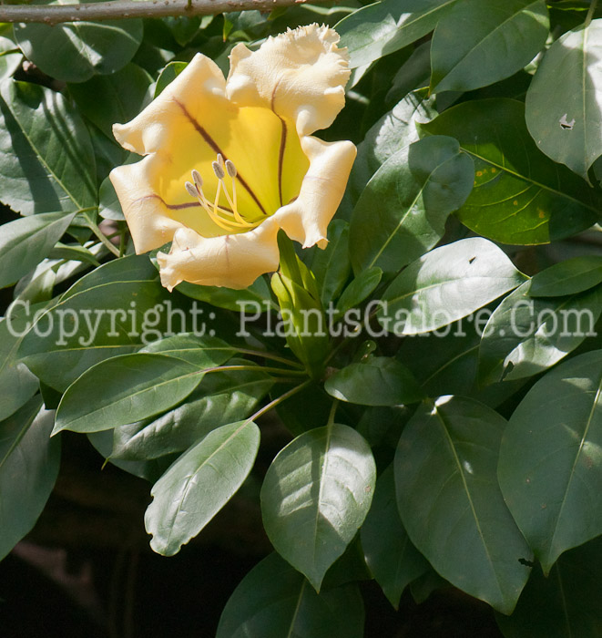 PGC-T-Portlandia-grandiflora-aka-Bell-Flower-0214-5