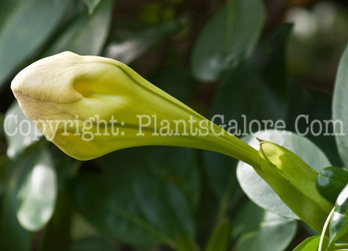 PGC-T-Portlandia-grandiflora-aka-Bell-Flower-0214-6