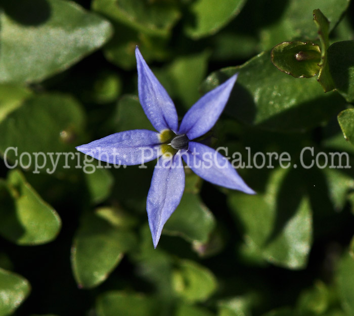 PGC-P-Pratia-pedunculata-County-Park-06-12-1