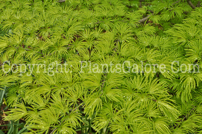 PGC-S-Pseudolarix-amabilis-2010-01