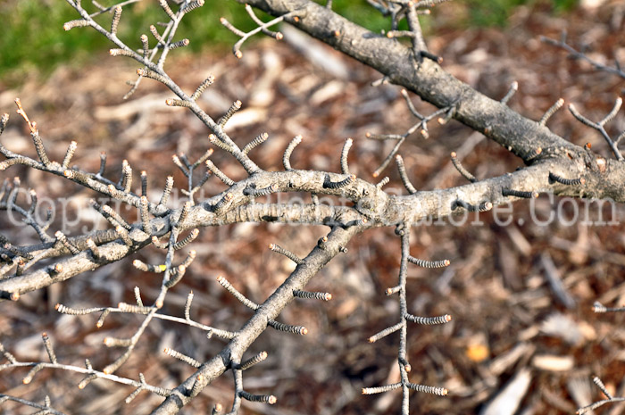 PGC-T-Pseudolarix-amabilis-2010-001