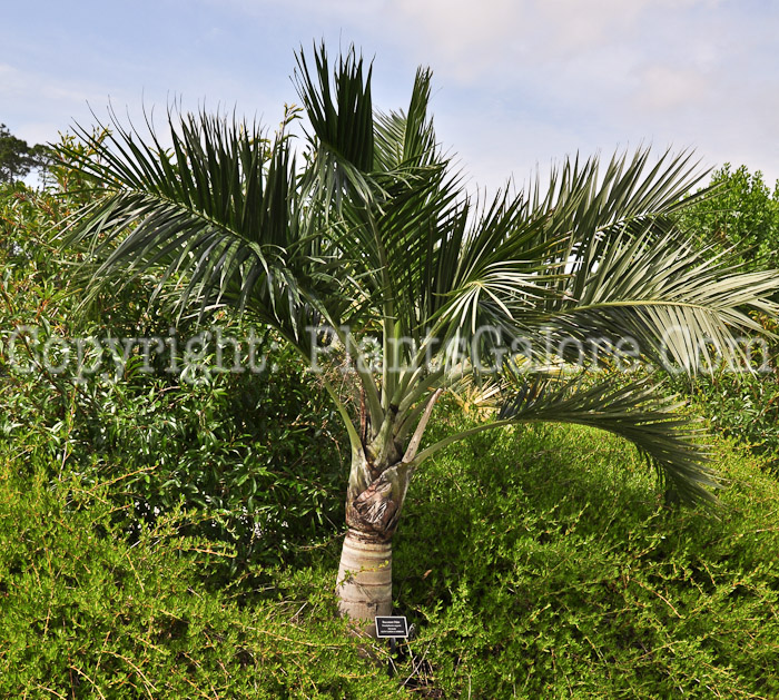 PGC-T-Pseudophoenix-sargentii-aka-Buccaneer-Palm-2013-1