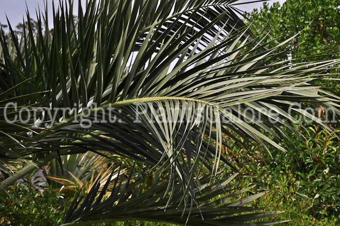 PGC-T-Pseudophoenix-sargentii-aka-Buccaneer-Palm-2013-2