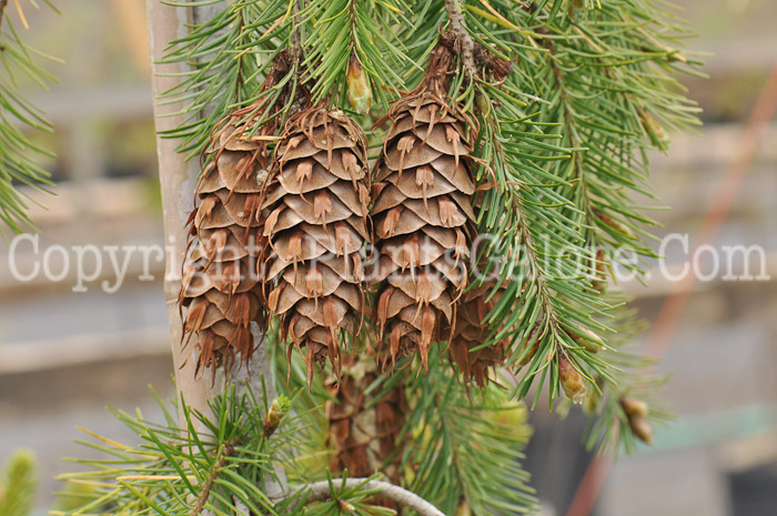 PGC-T-Pseudotsuga-menziesii-aka-Douglas-Fir-cones-1