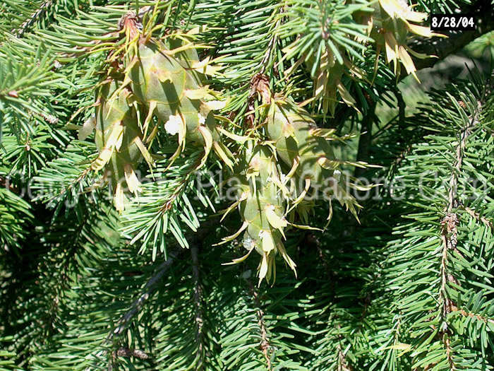 PGC-T-Pseudotsuga-menziesii-aka-Douglas-Fir-cones-4