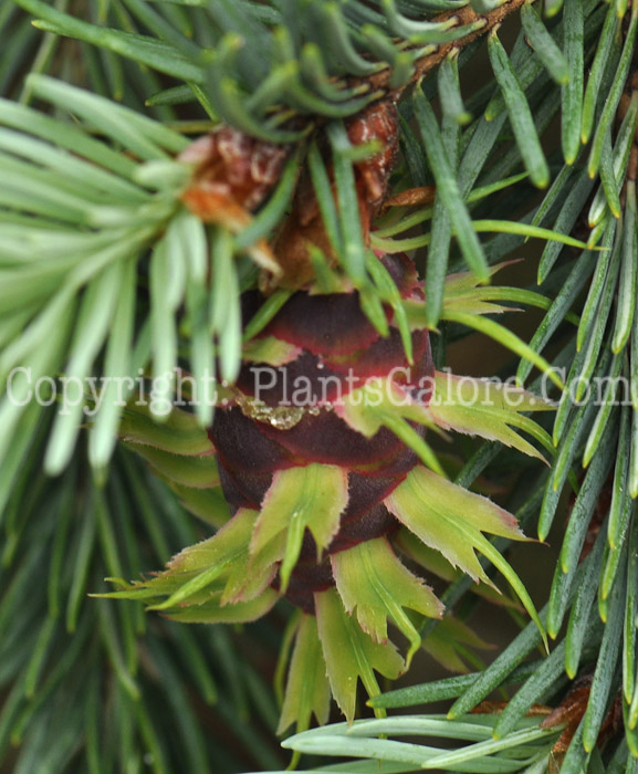 PGC-T-Pseudotsuga-menziesii-aka-Douglas-Fir-cones-5