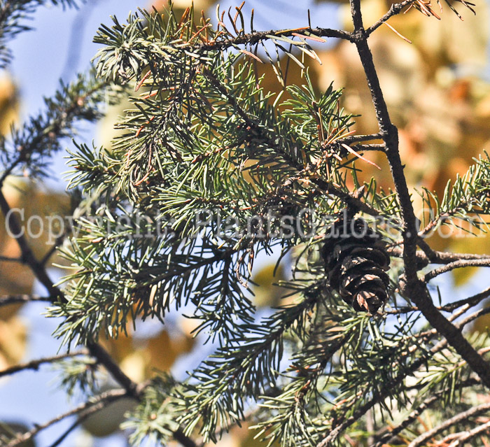 PGC-T-Pseudotsuga-menziesii-aka-Douglas-Fir-foliage-2