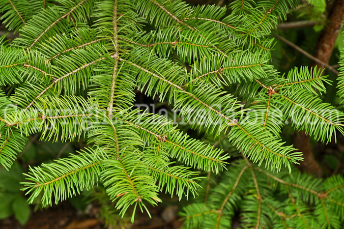 PGC-T-Pseudotsuga-menziesii-aka-Douglas-Fir-foliage-5