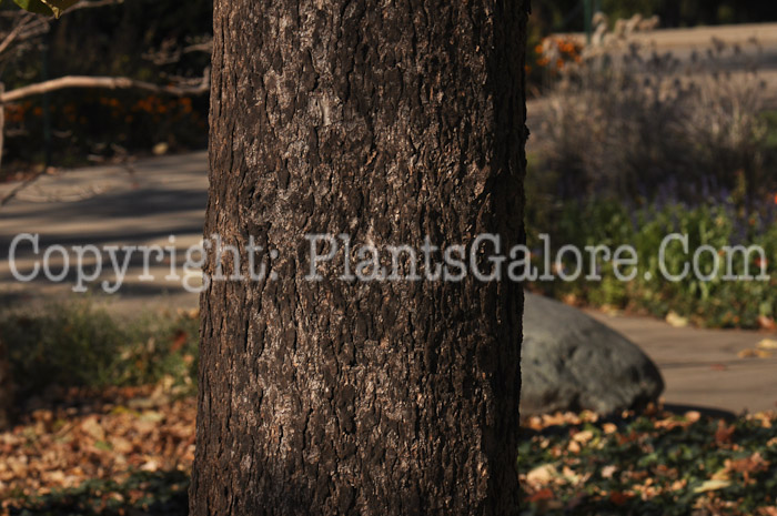 PGC-T-Pseudotsuga-menziesii-aka-Douglas-Fir-trunk-1