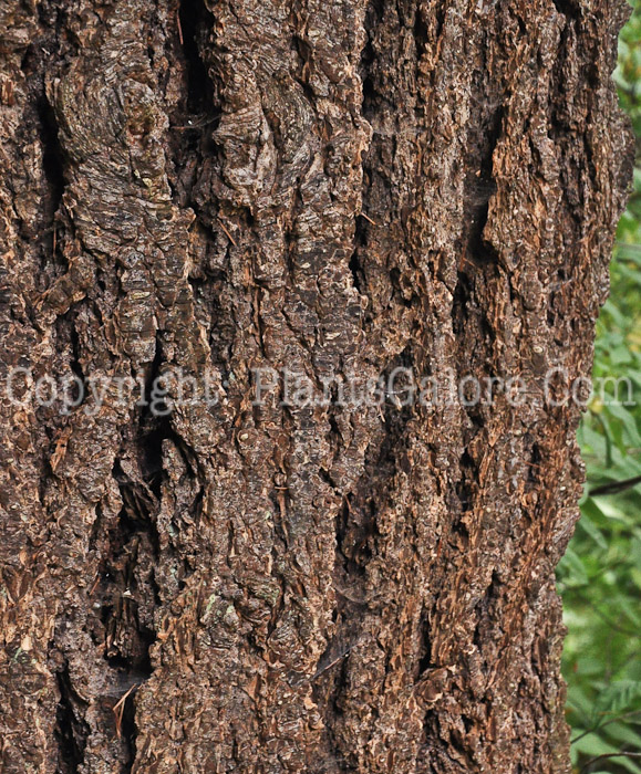 PGC-T-Pseudotsuga-menziesii-aka-Douglas-Fir-trunk-2