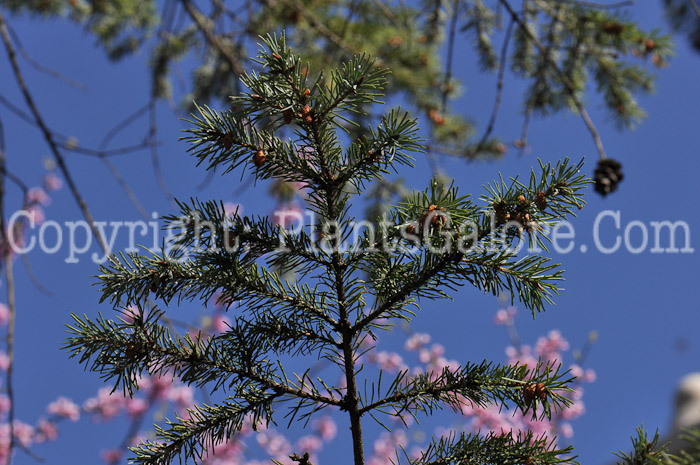 PGC-T-Pseudotsuga-menziesii-msu-04-2012-1