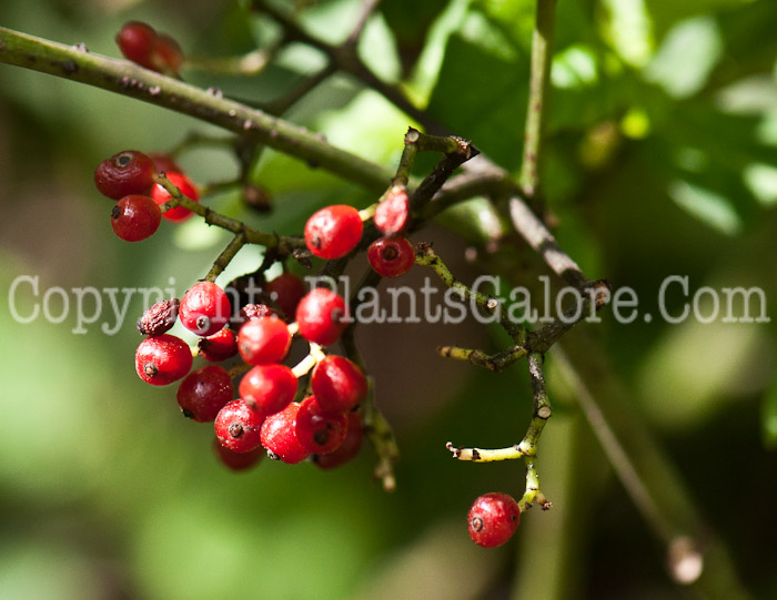 PGC-S-Psychotria-sulzneri-aka-Dull-Leaf-Coffee-0214-1