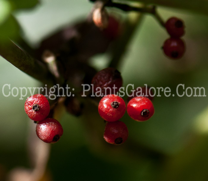 PGC-S-Psychotria-sulzneri-aka-Dull-Leaf-Coffee-0214-2