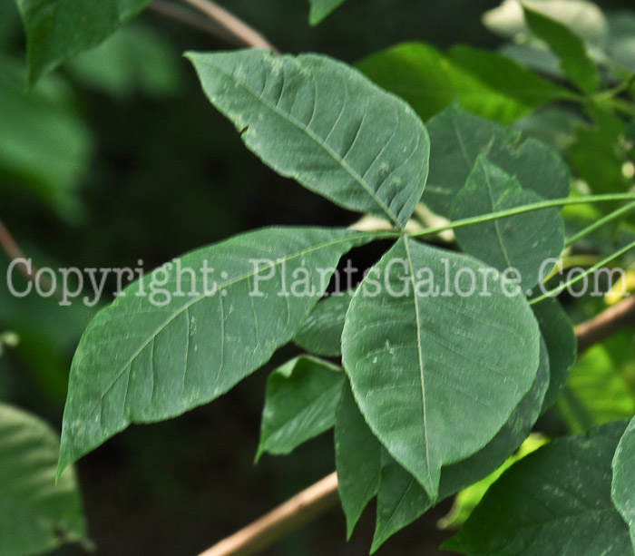 PGC-T-Ptelea-trifoliata-aka-Wafter-Ash-6