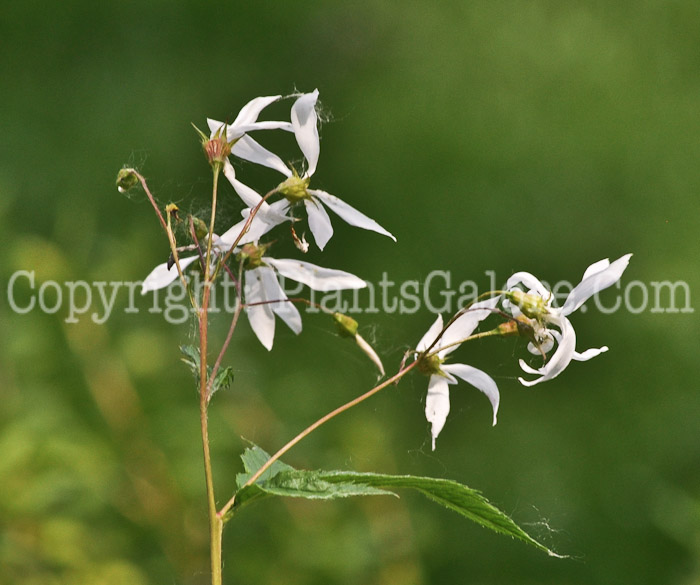 PGC-T-Ptelea-trifoliata-aka-Wafter-Ash-flowers-1