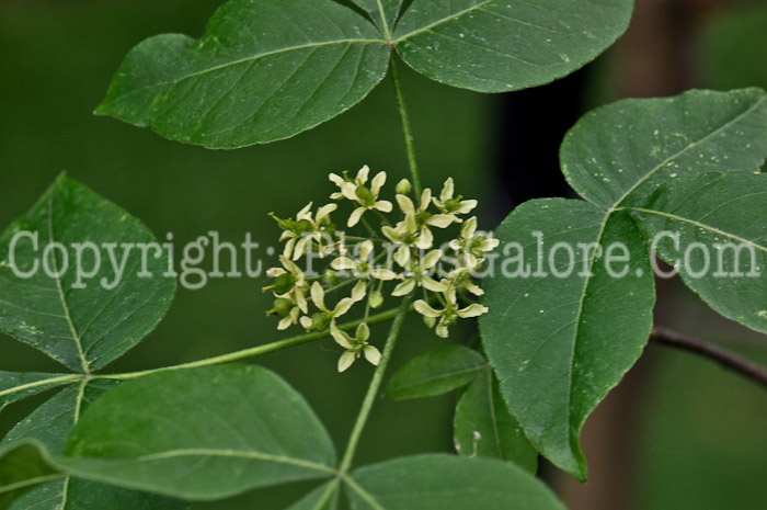 PGC-T-Ptelea-trifoliata-aka-Wafter-Ash-flowers-3
