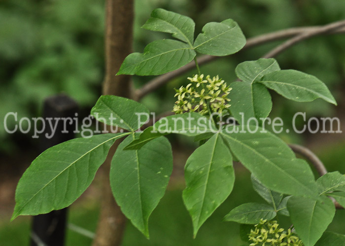 PGC-T-Ptelea-trifoliata-aka-Wafter-Ash-flowers-4