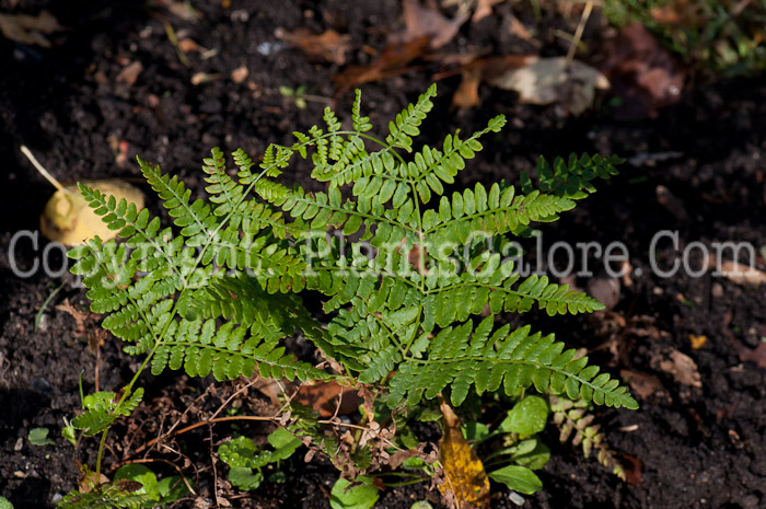 PGC-F-Pteridium-aquilinum-aka-Bracken-Fern-1013w-1