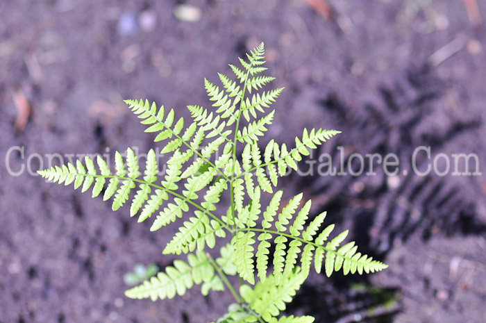 PGC-F-Pteridium-aquilinum-aka-Bracken-Fern-713-1