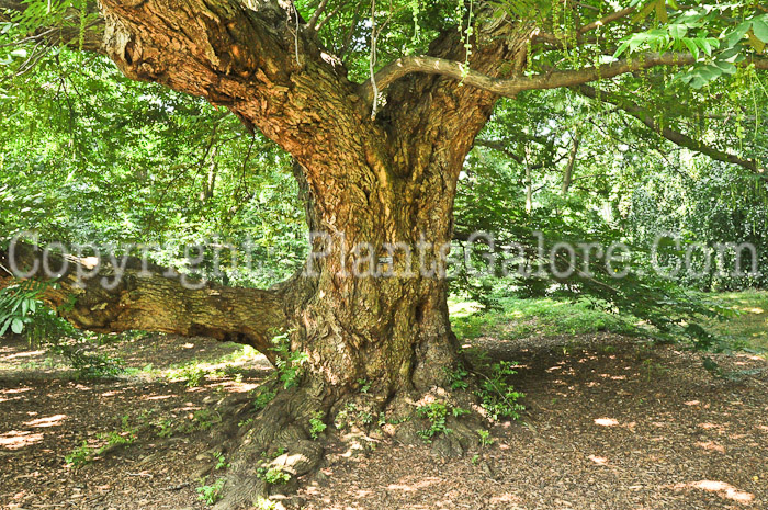 PGC-T-Pterocarya-fraxinofolia-aka-Caucasian-Wingnut-4