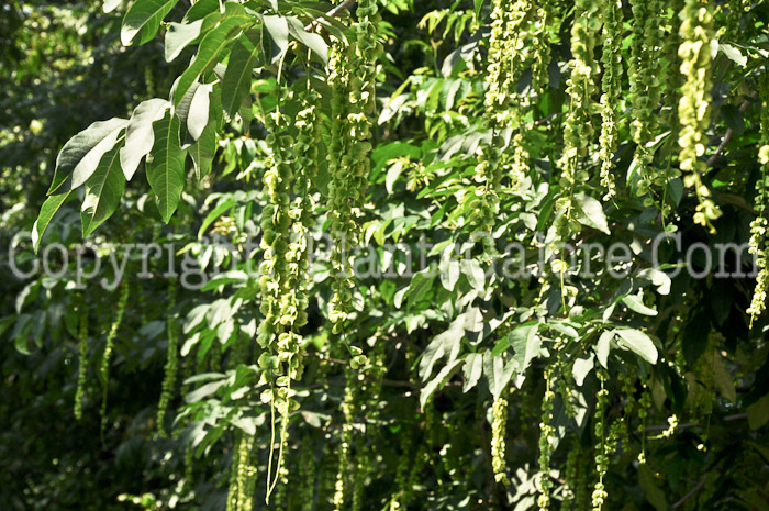 PGC-T-Pterocarya-fraxinofolia-aka-Caucasian-Wingnut-6