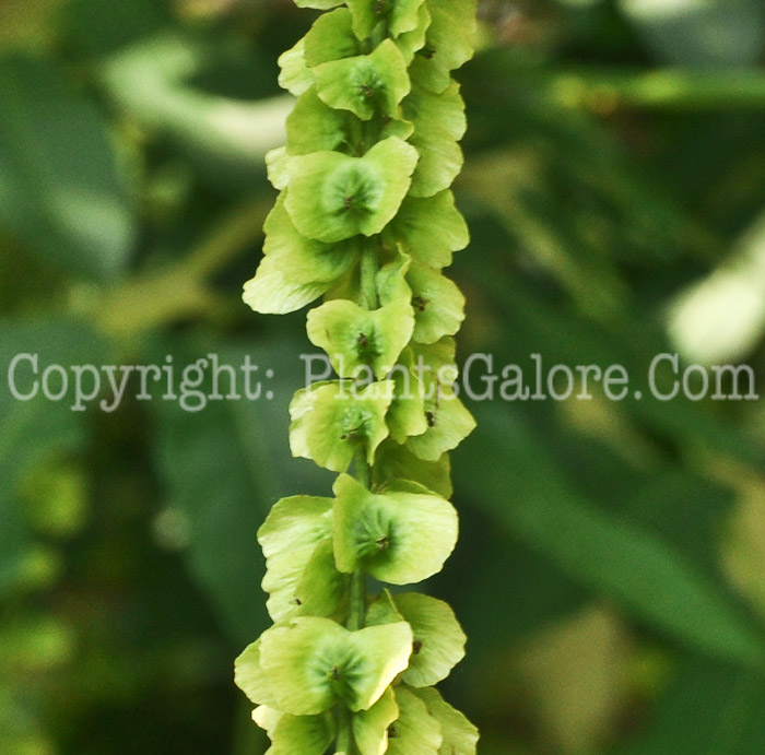 PGC-T-Pterocarya-fraxinofolia-aka-Caucasian-Wingnut-8