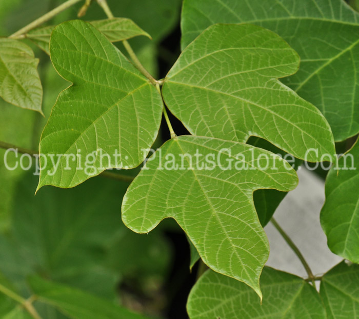 PGC-V-Pueraria-lobata-aka-Kudzu-1