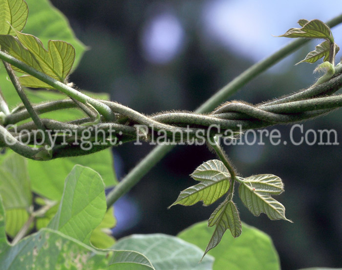 PGC-V-Pueraria-lobata-aka-Kudzu-15