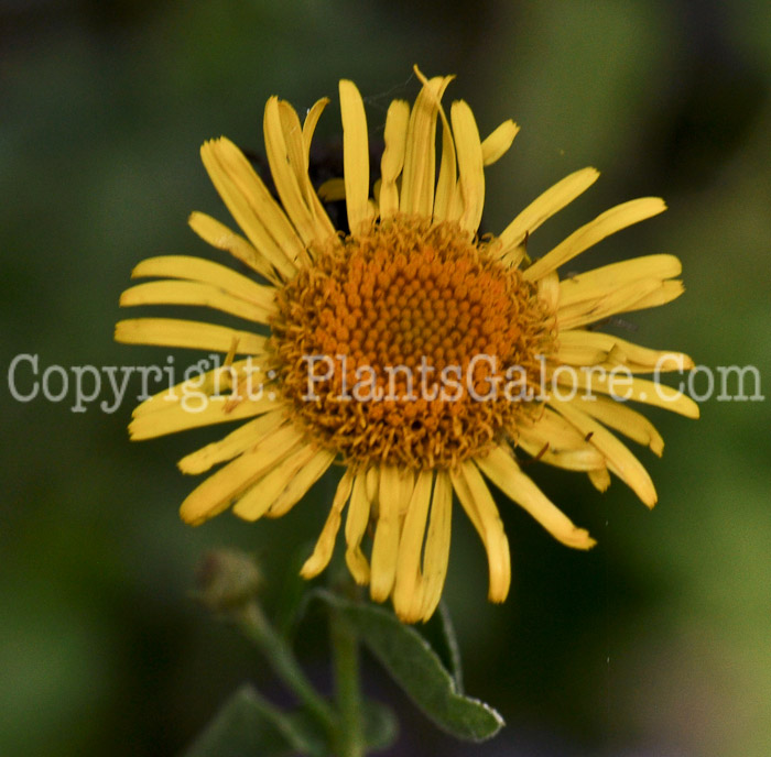 PGC-P-Pulicaria-dysenterica-aka-Fleabane-1