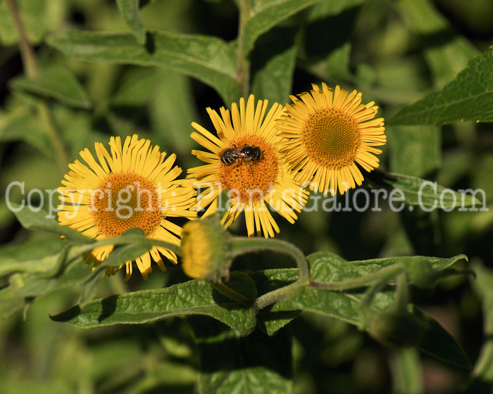 PGC-P-Pulicaria-dysenterica-aka-Fleabane-2